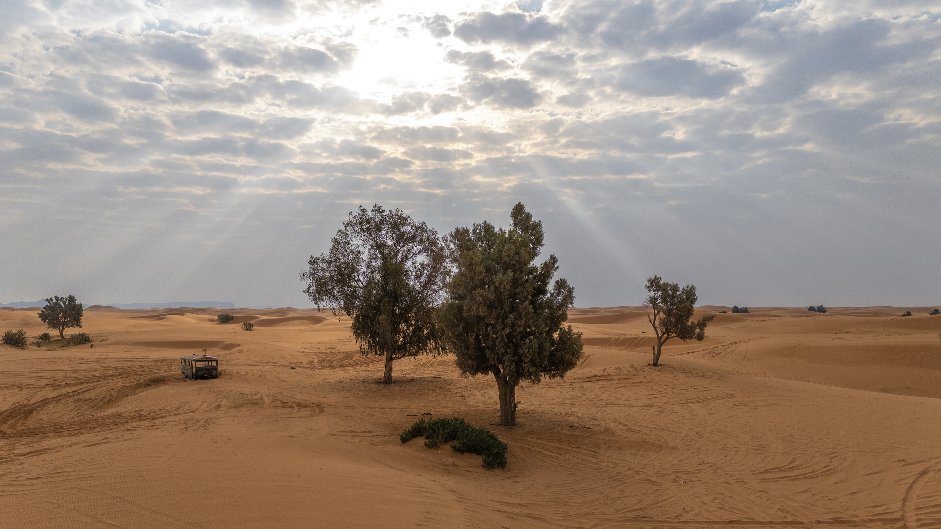 a desert landscape with trees