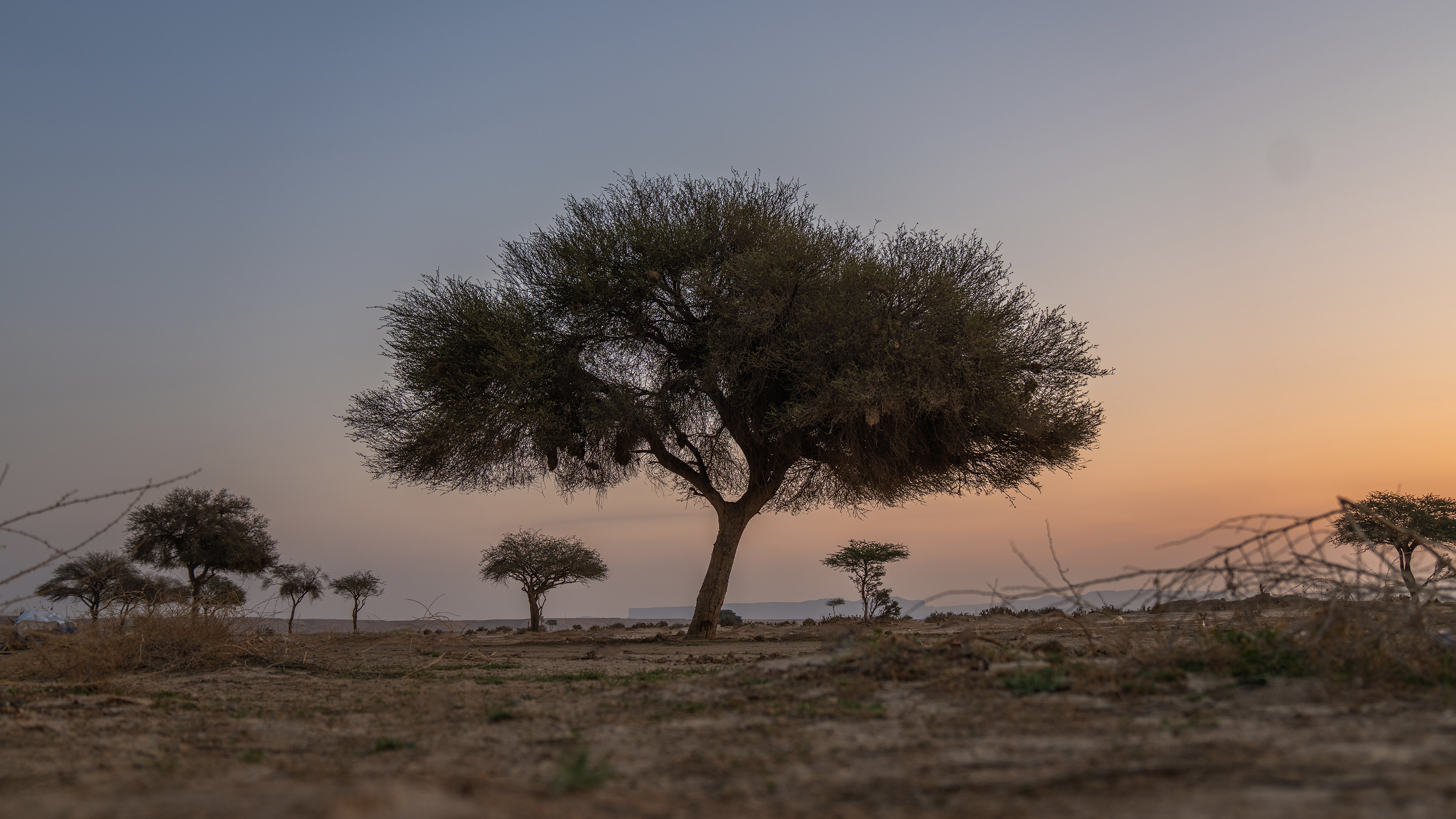 a group of trees in a field