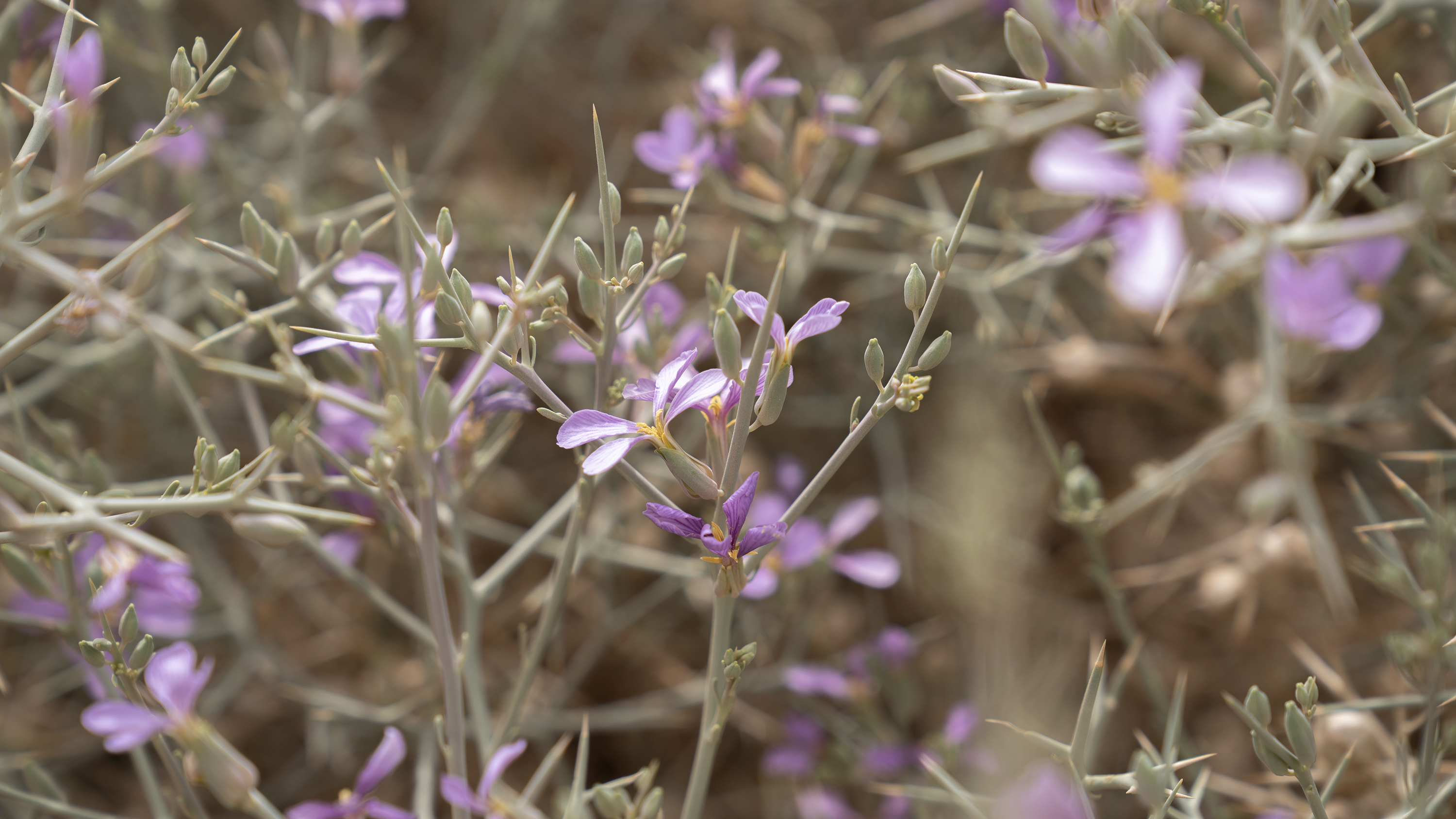 a close up of purple flowers