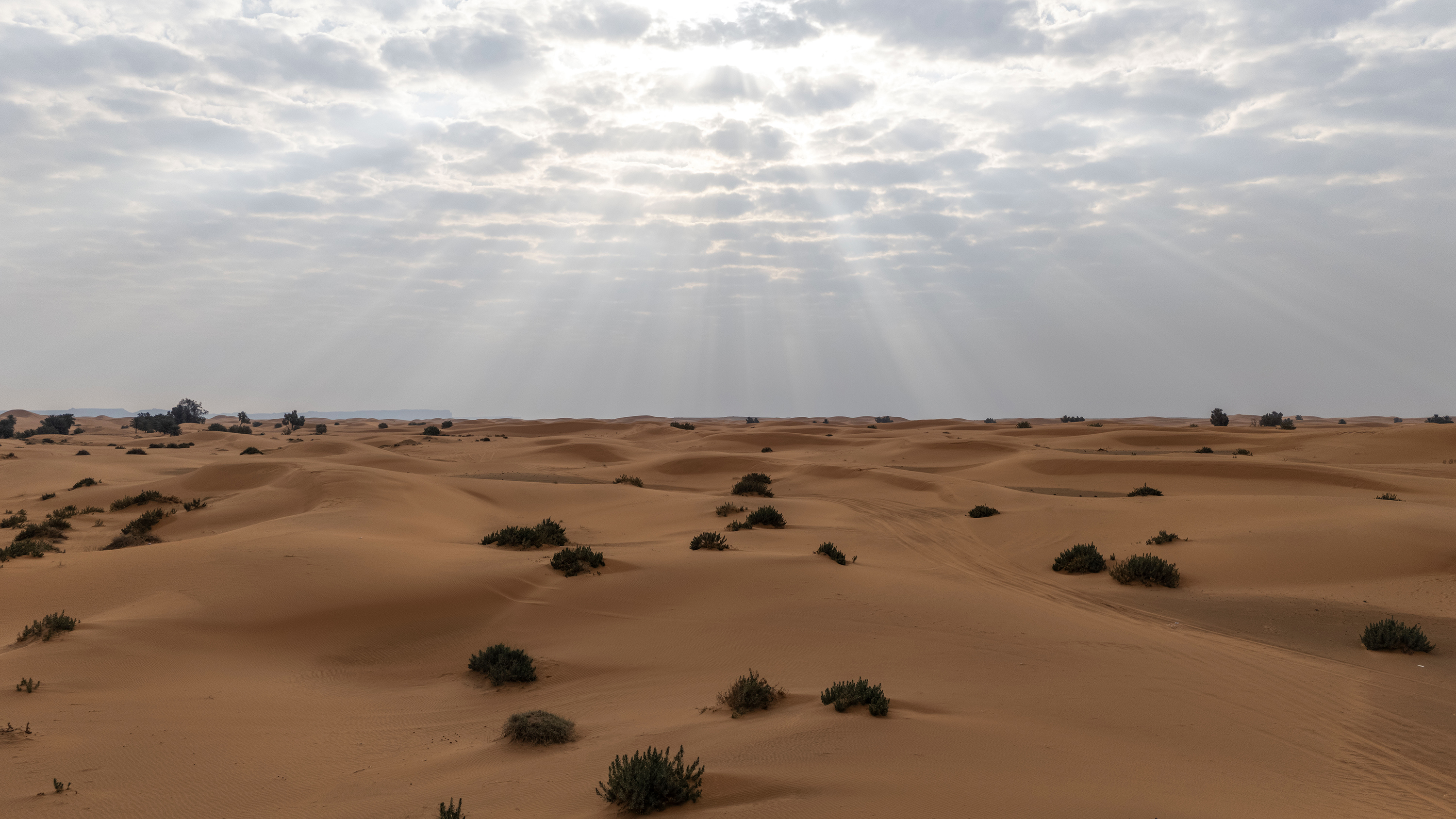 a desert with trees