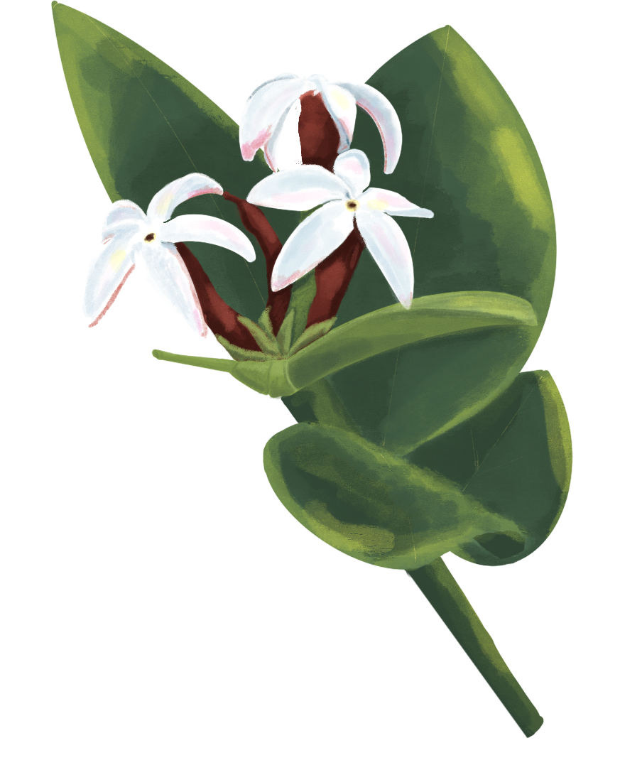 It is a perennial shrub or small tree, highly branched, creeping, and spiny. The spines are often paired or bifurcated. The leaves are nearly sessile, opposite, and vary from linear to oval or lanceolate. The flowers are terminal clusters with a pink colo