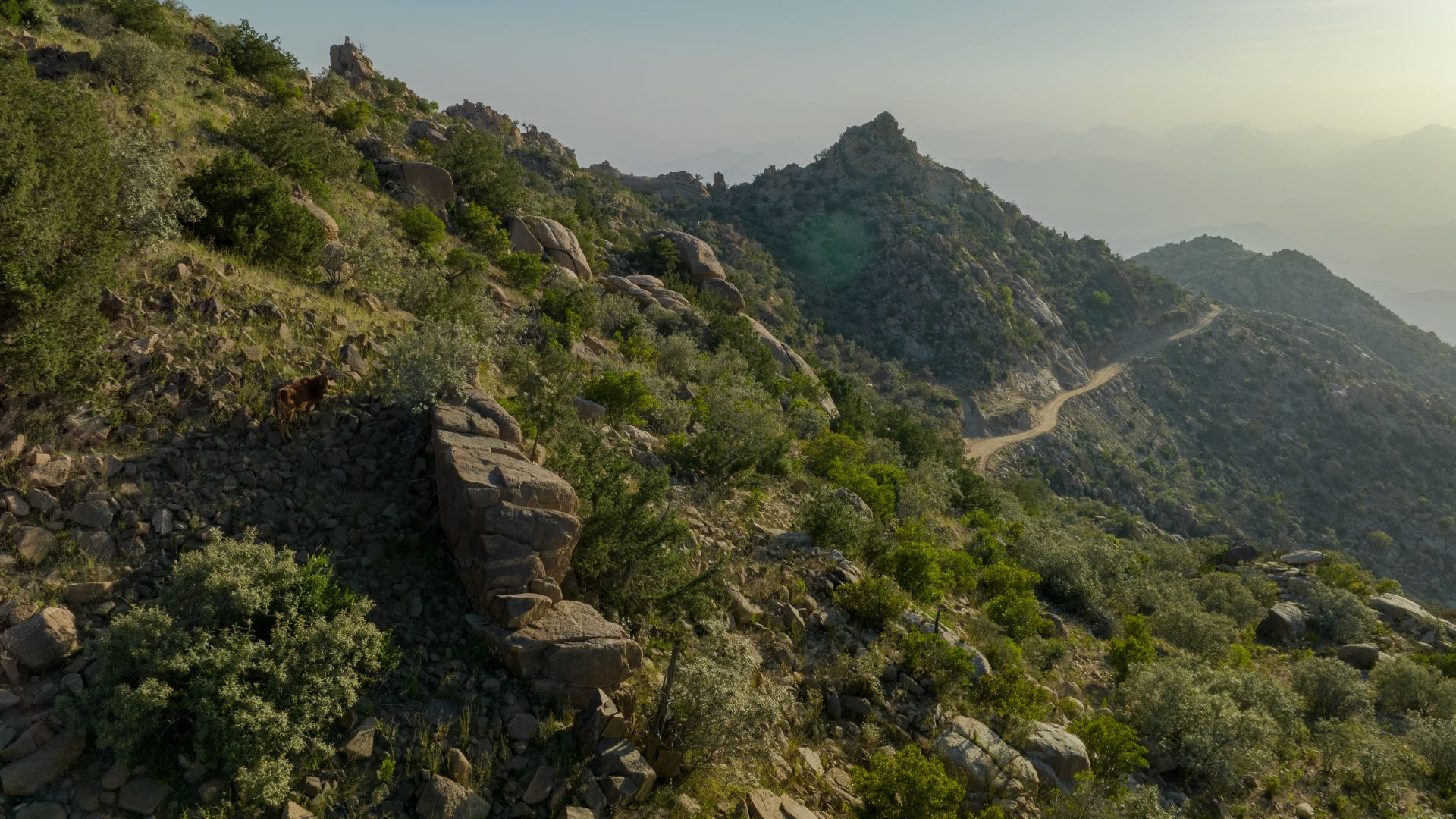 Forests and Valleys