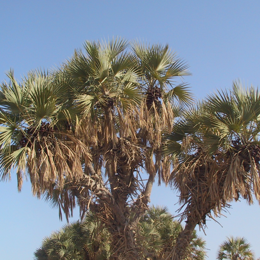 Click here to insert a picture from SharePoint.