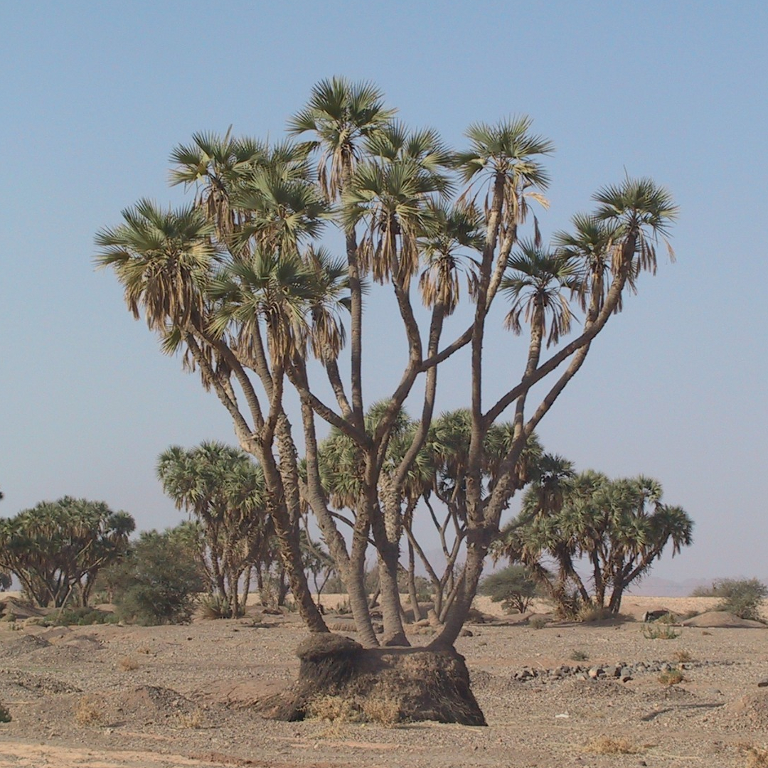 Click here to insert a picture from SharePoint.