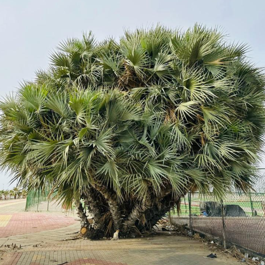 Click here to insert a picture from SharePoint.