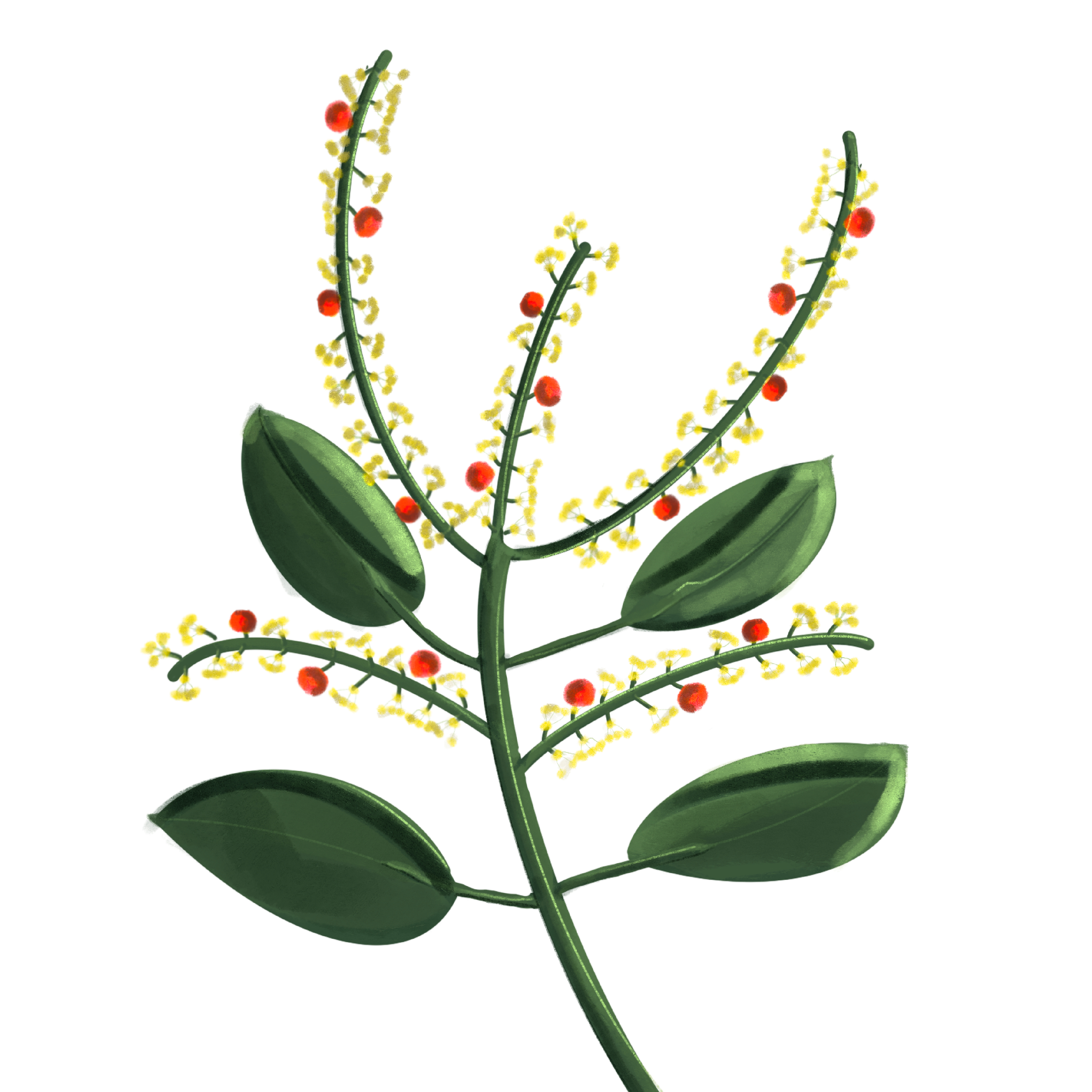 https://ncvc.gov.sa/ar/MediaCenter/News/PublishingImages/Salvadora-Persica-L.png