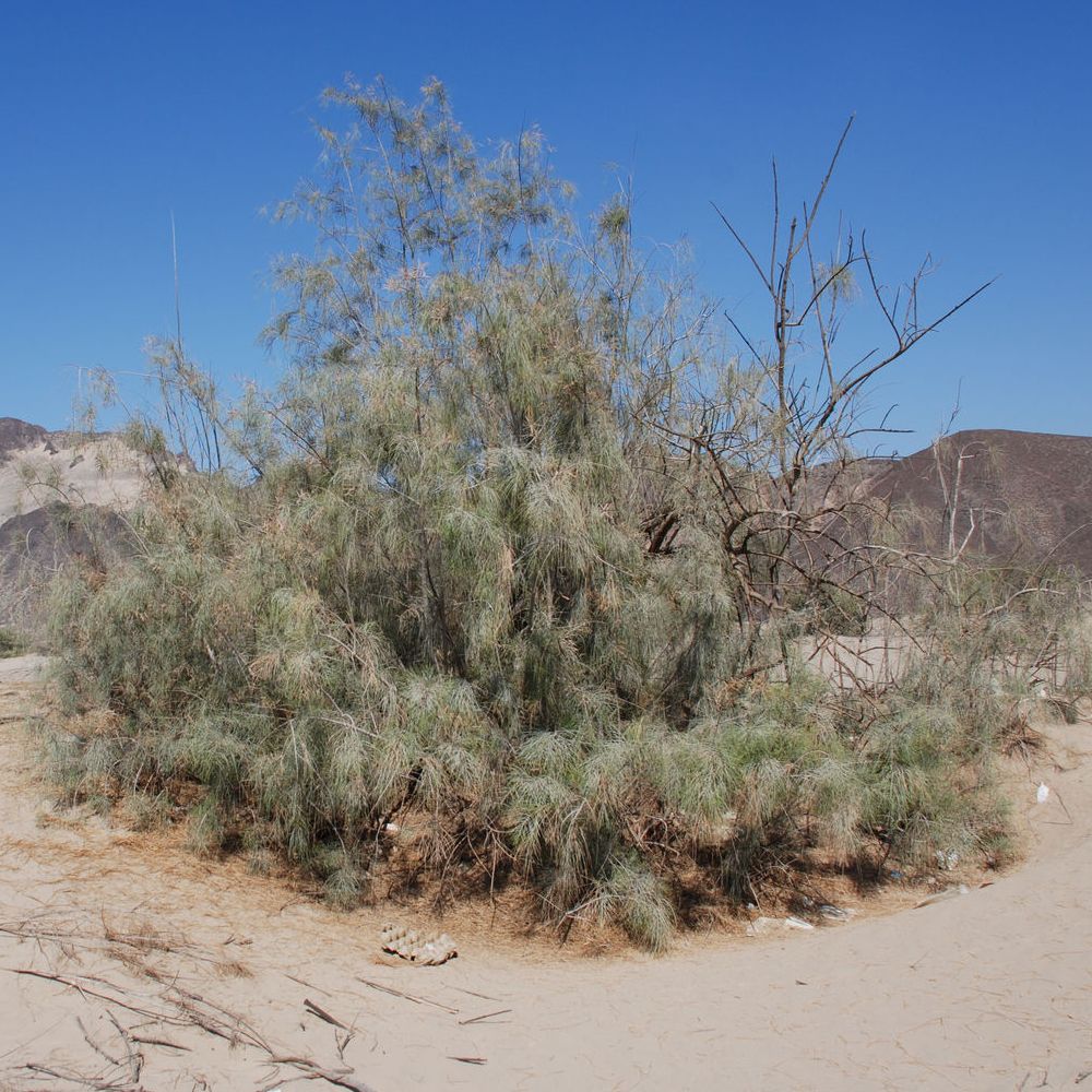 Click here to insert a picture from SharePoint.