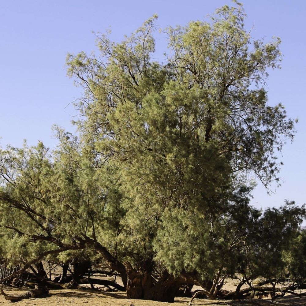 Click here to insert a picture from SharePoint.