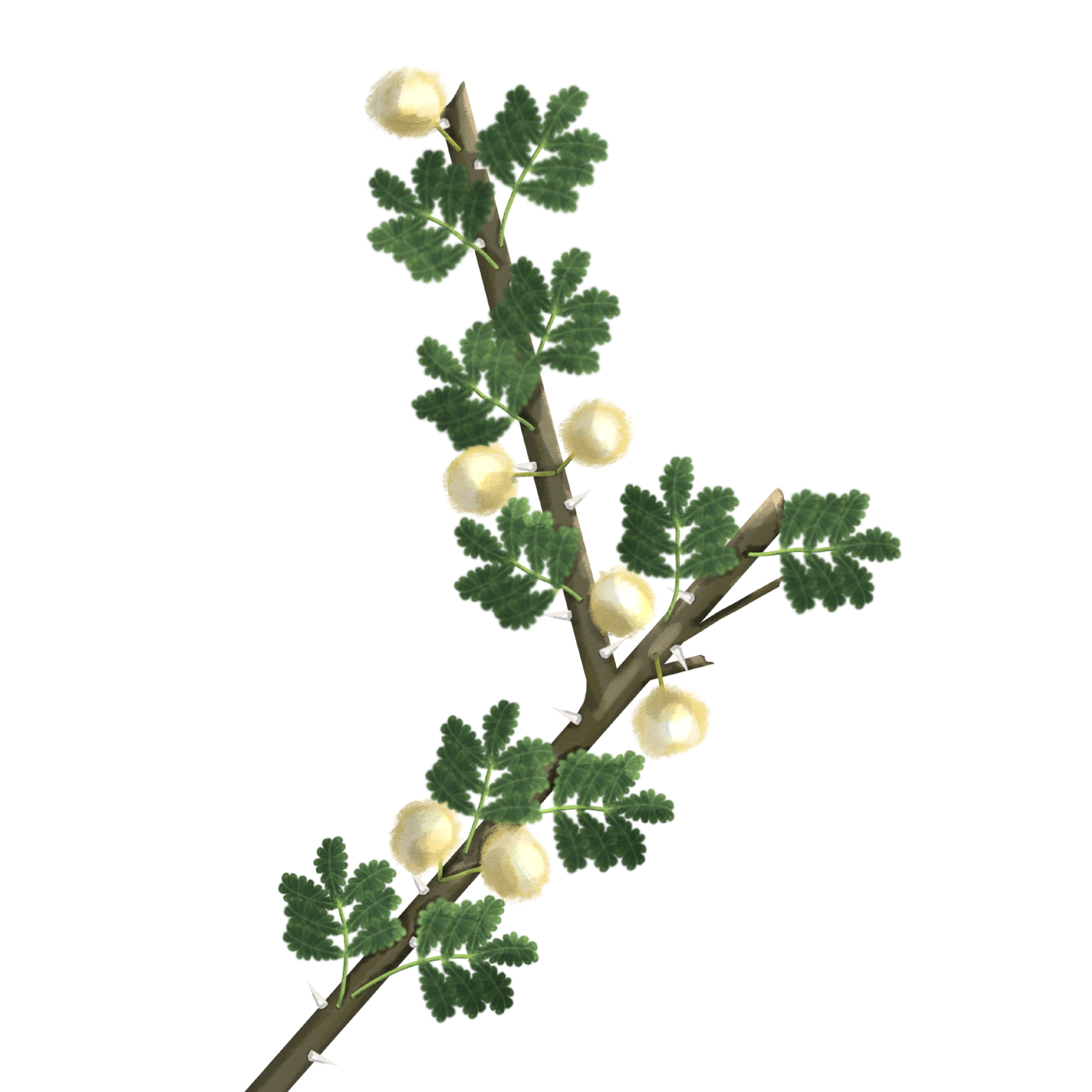 https://ncvc.gov.sa/ar/MediaCenter/News/PublishingImages/Vachellia.png