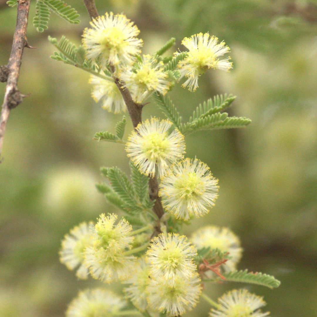 a close up of a plant