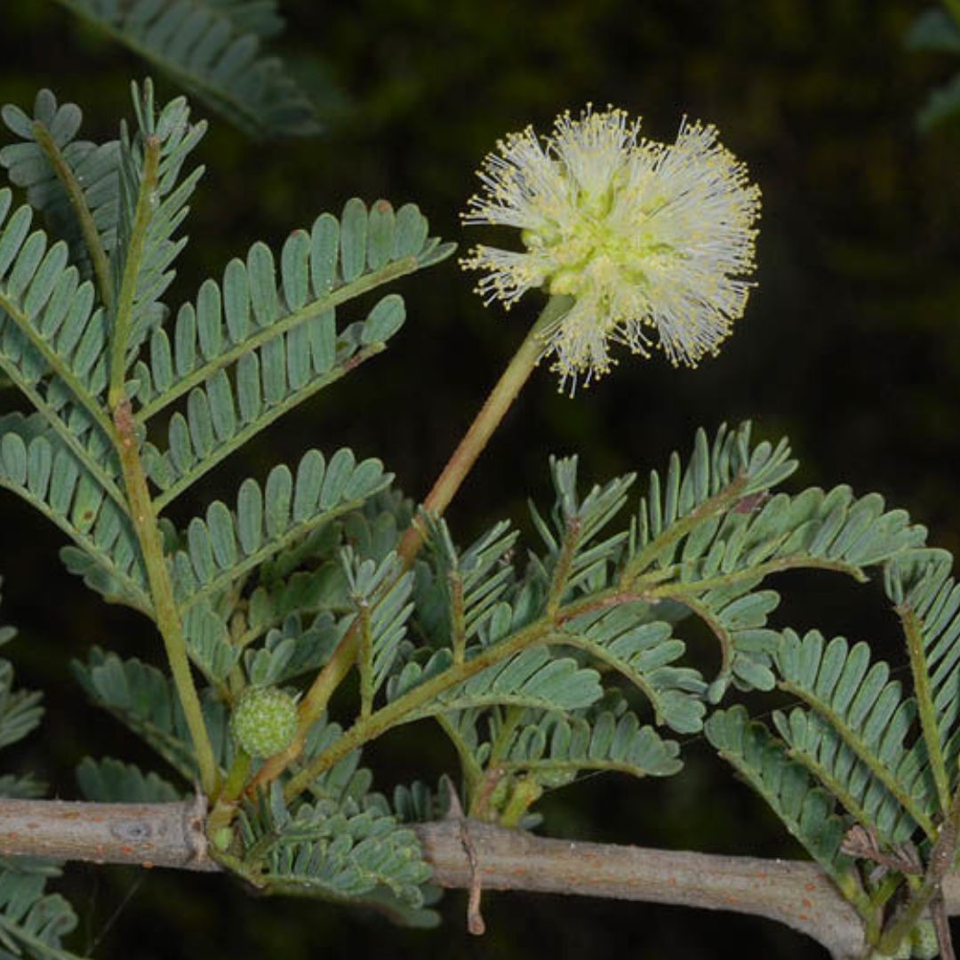 a flower on a plant