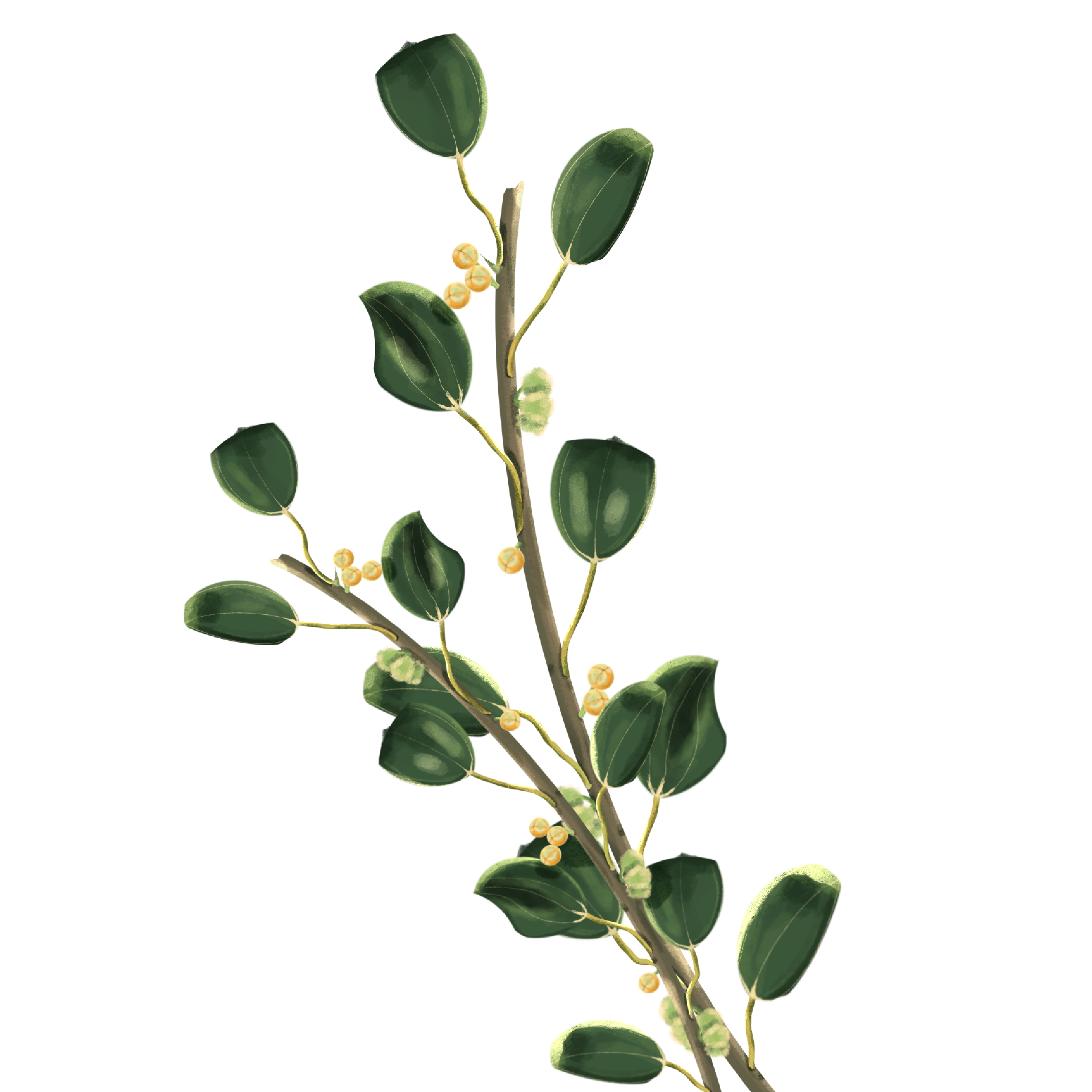 https://ncvc.gov.sa/ar/MediaCenter/News/PublishingImages/Ziziphus-spina-christi.png